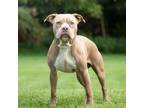 Adopt Tarnish a Pit Bull Terrier, Boxer