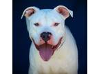 Adopt Atreus a Pit Bull Terrier