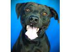 Adopt Skeeter a Labrador Retriever, Mixed Breed