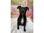 Adopt Napoleon a Labrador Retriever