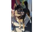 Adopt Sky a Siberian Husky, Mixed Breed