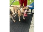 Adopt Thor a Pit Bull Terrier, Mixed Breed