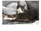 Adopt Leon a Domestic Short Hair