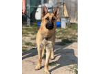 Adopt Axle a German Shepherd Dog