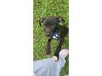 Adopt Scooter a Boxer, Pit Bull Terrier
