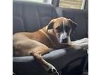Adopt Cash - Foster a Mixed Breed