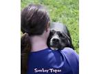 Adopt Smokey Topaz a Pit Bull Terrier, Mixed Breed