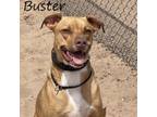 Adopt Buster 240414 a Mixed Breed