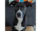 Adopt Abbott a Black Labrador Retriever, Basset Hound