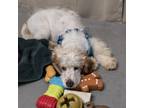 Adopt Austin D17191 a Cockapoo