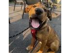 Adopt Prime D17211 a Labrador Retriever