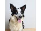Adopt Barney D17196 a Australian Shepherd