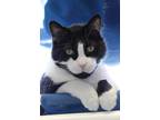 Adopt Cash a Domestic Short Hair