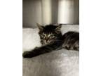 Adopt male tabby (needs name) a Domestic Long Hair
