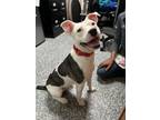 Adopt Jasper a Mixed Breed