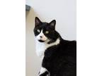 Adopt Tango a Domestic Short Hair