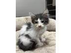 Adopt King Charlotte a Domestic Long Hair