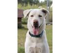 Adopt Zeus a Mixed Breed, Labrador Retriever