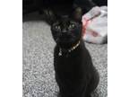 Adopt Kent a Domestic Short Hair