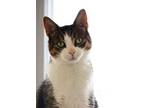 Adopt Kion a Domestic Short Hair