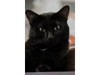 Adopt Noir a Domestic Short Hair