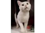Adopt Loki a Domestic Short Hair