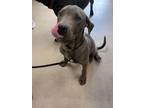 Adopt Hickory 122979 a Pit Bull Terrier