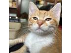 Adopt Bilbo a Domestic Short Hair