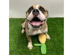 Adopt Santana a Pit Bull Terrier