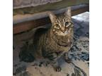 Adopt Kato (& Athena) a Domestic Short Hair