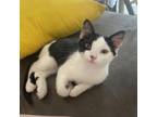 Adopt Owen a Domestic Short Hair