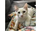 Adopt Cutlass a Domestic Long Hair