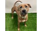 Adopt # 2 Pencil a Pit Bull Terrier