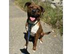 Adopt Charlie a Pit Bull Terrier, Mixed Breed
