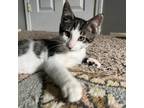 Adopt Freddi Fish a Domestic Short Hair