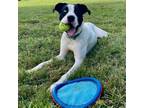 Adopt Galileo a Mixed Breed