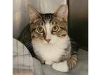 Adopt Barncat Mio a Domestic Short Hair