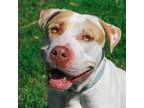 Adopt Riley a Pit Bull Terrier