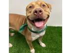 Adopt Cheesesteak a Pit Bull Terrier