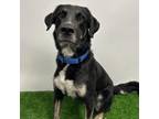Adopt Andy a Shepherd