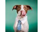 Adopt Burt a Pit Bull Terrier