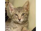 Adopt Wolverine (& Deadpool) a Domestic Short Hair