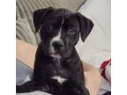 Adopt Huck a Pit Bull Terrier
