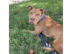 Adopt Ludlow a Pit Bull Terrier