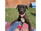 Adopt Gatsby a Pit Bull Terrier