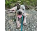 Adopt Benson a Pit Bull Terrier