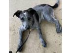 Adopt Tyler Owens a Australian Cattle Dog / Blue Heeler, Mixed Breed
