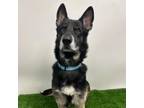 Adopt Talon a German Shepherd Dog