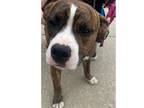 Adopt Trooper a Boxer, Pit Bull Terrier