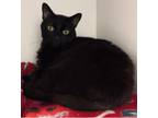 Adopt Mochi a Domestic Short Hair